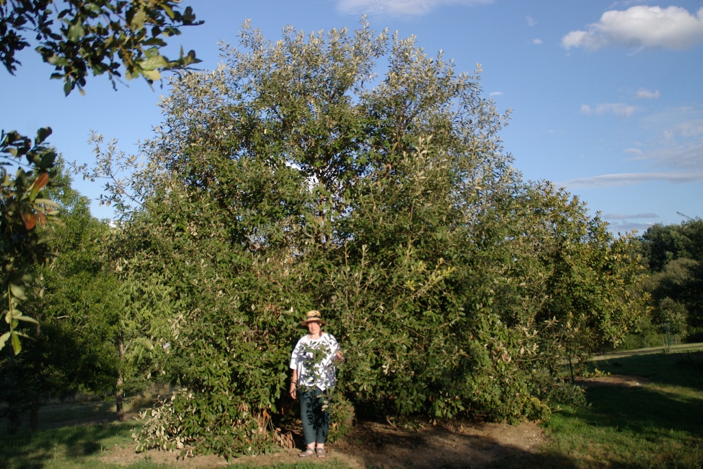 quercus franchettii