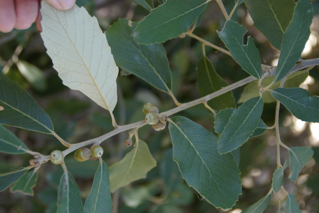 Quercus franchetii