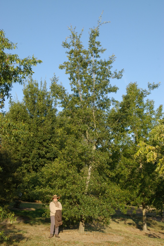 Quercus acutifolia