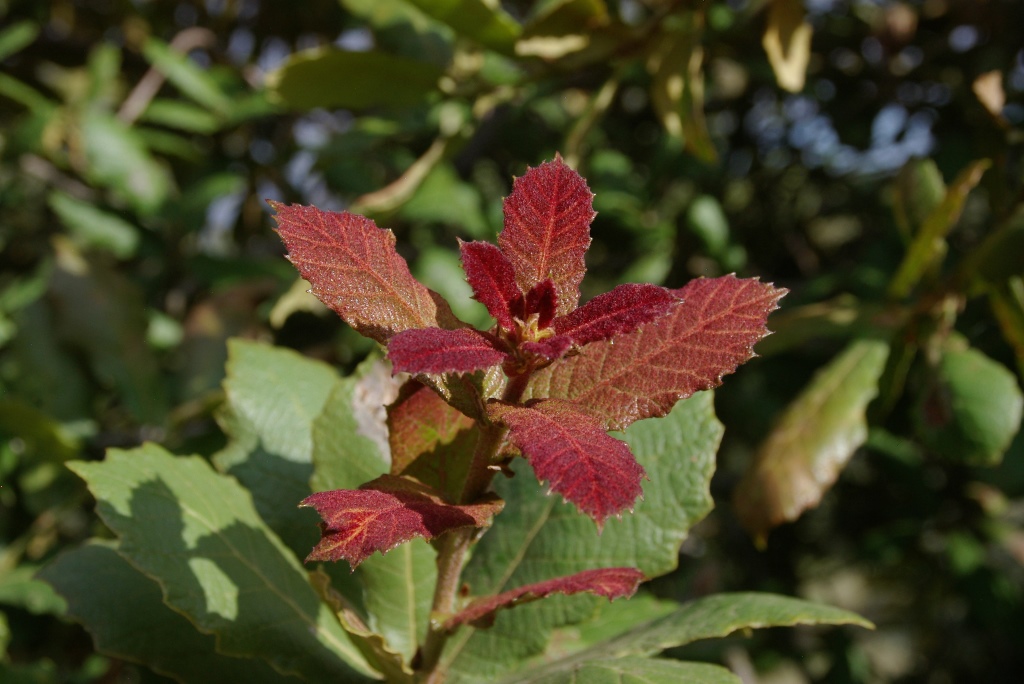 Quercus obtusata
