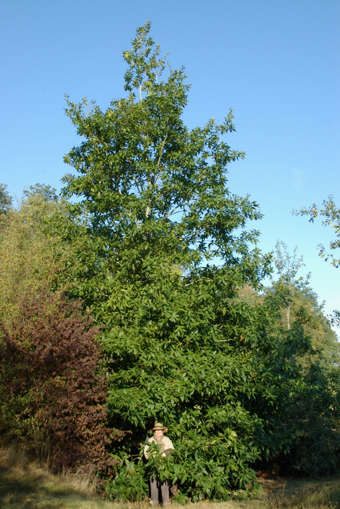 Quercus rysoophylla