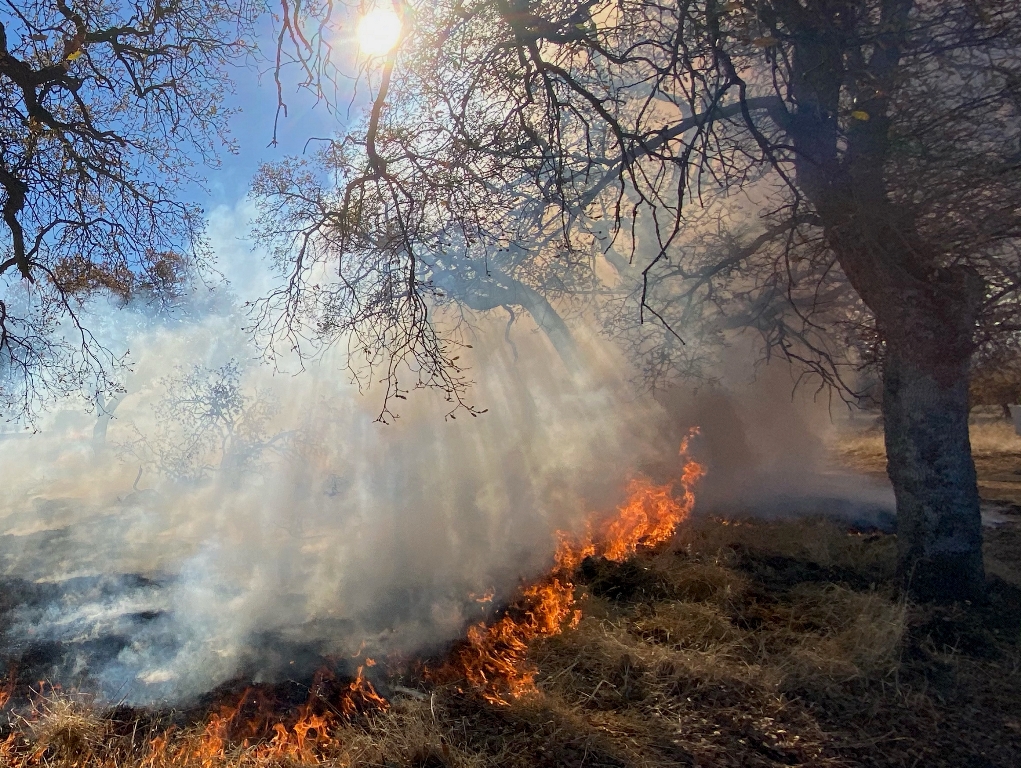 For millennia, low intensity fire (and related smoke exposure) has been intentionally used by indigenous groups to promote healthy oak groves for food, lifestyle, and ceremony.