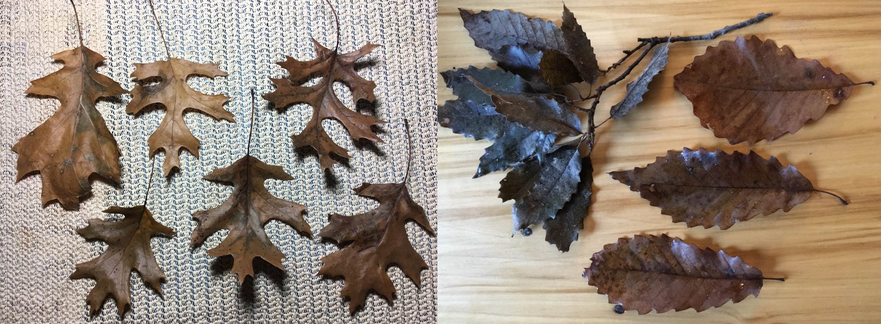 Leaves collected from John Paul Park