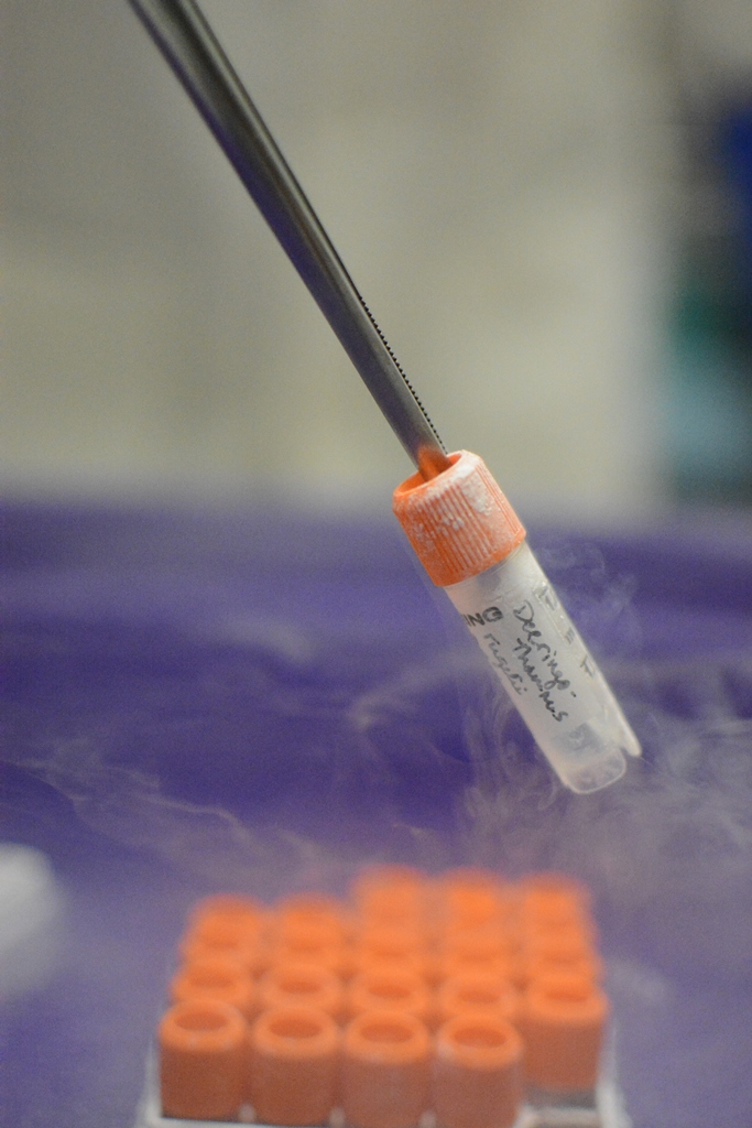 . These vials, with the tissue inside, are what is placed inside the liquid nitrogen tanks for long term storage.