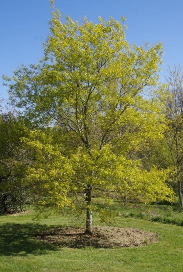 Langtry oak at Arboretum de la Bergerette