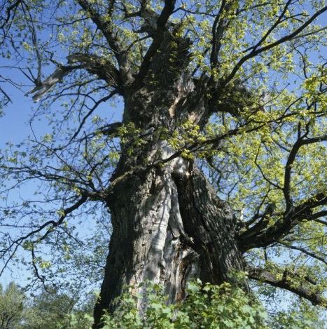 Lyytikkylä Oak in about 1980 (© Teuvo Kanerva)