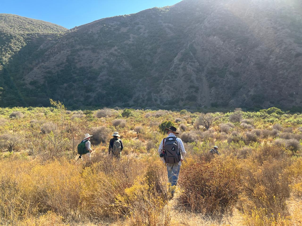 Quercus cedrosensis habitat in Baja California, year 2024