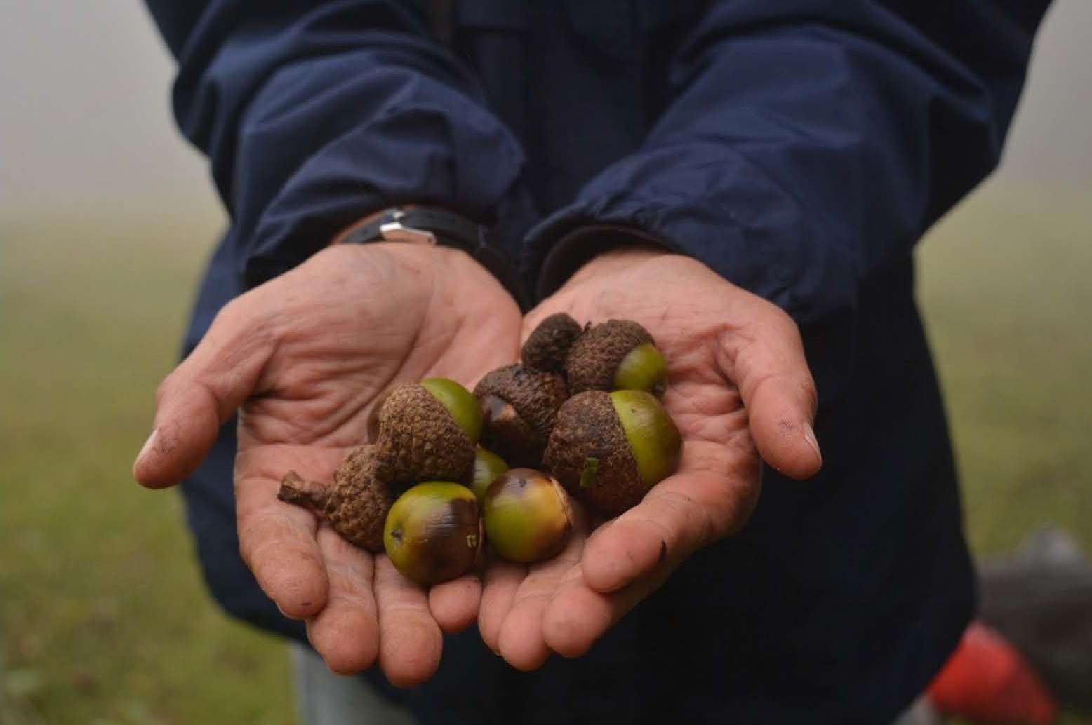 Collecting Quercus corrugata acorns as part of the Your Neighbors the Oaks project