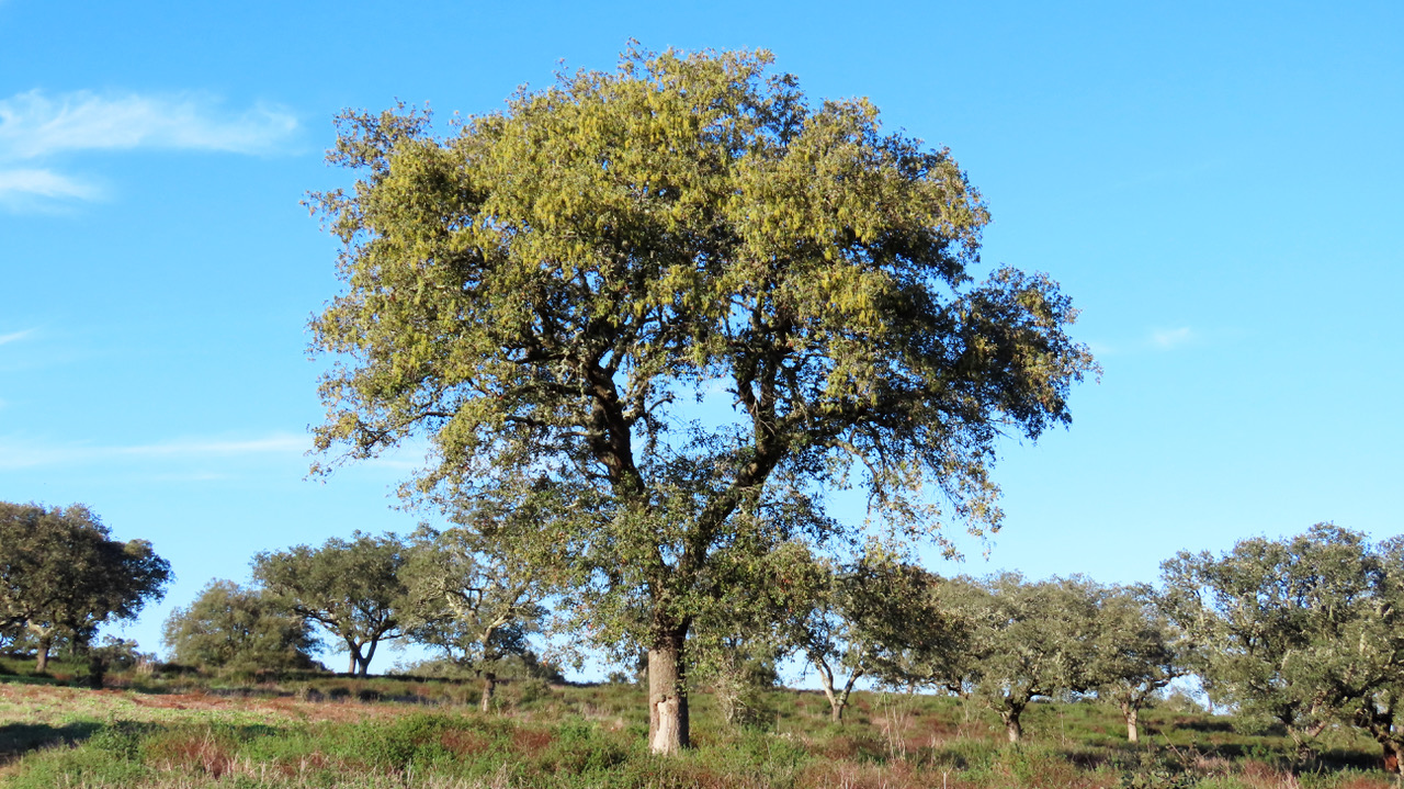 Q. rotundifolia in flower 2