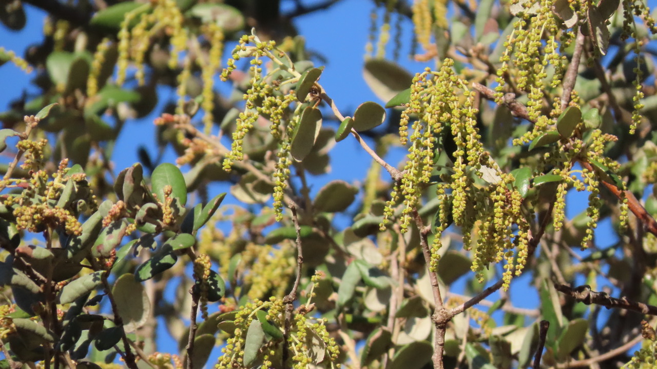Q. rotundifolia in flower 4