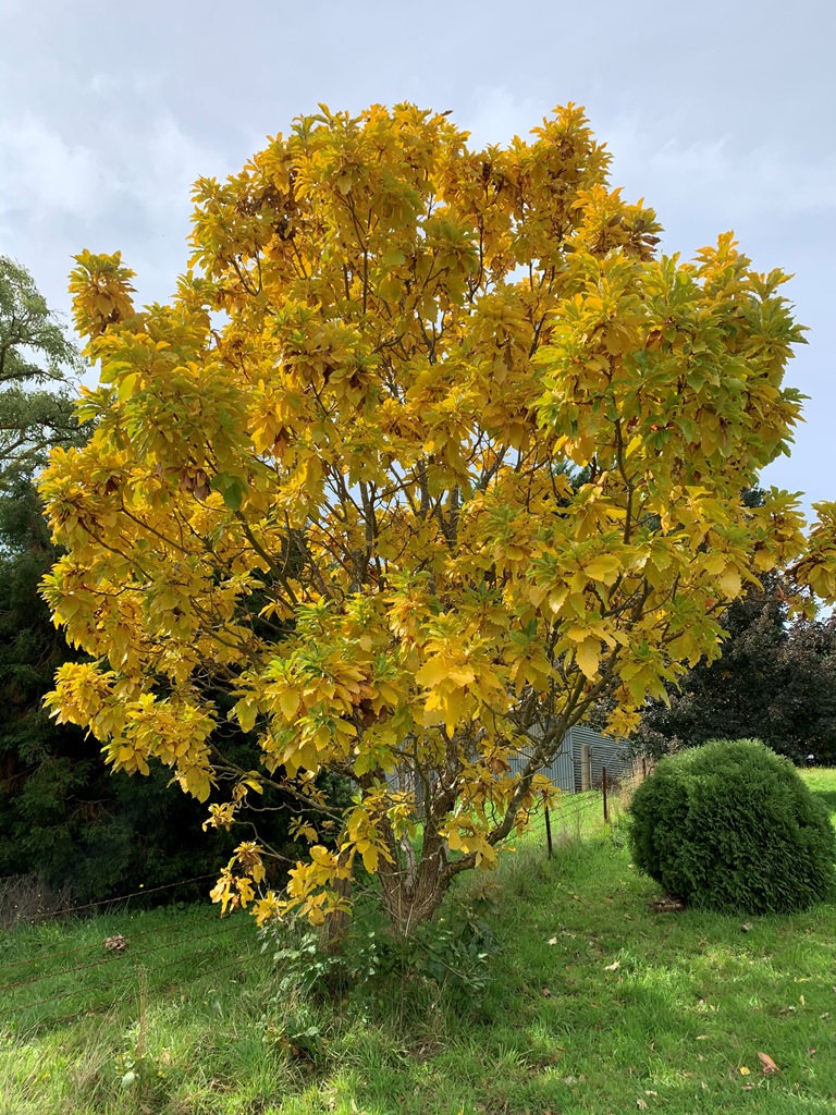 In autumn the foliage turns back to yellow, here photographed in April 2020 (autumn in Australia)