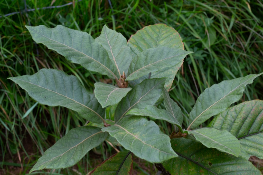 Quercus marlipoensis at Chevithorn Barton