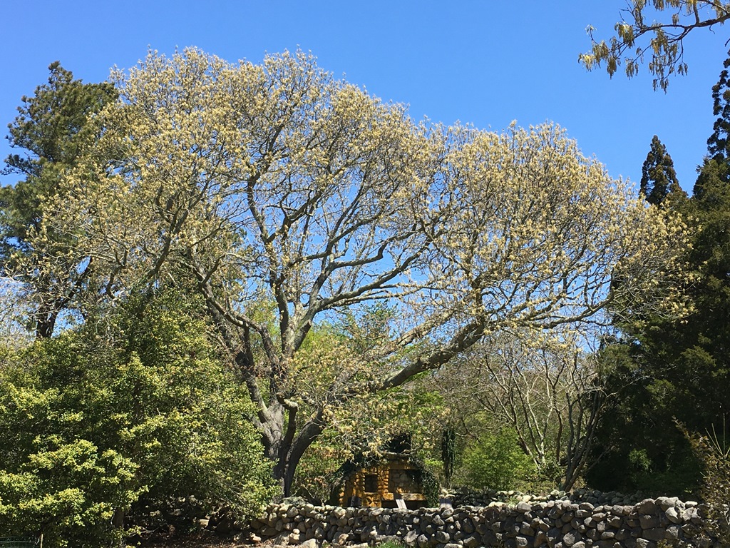 Quercus velutina at Polly Hill Arboretum