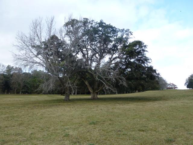 Liquidambar