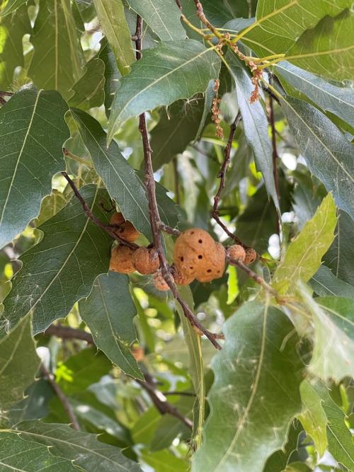 Galls in august