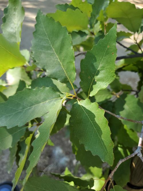 quercus muehlenbergii