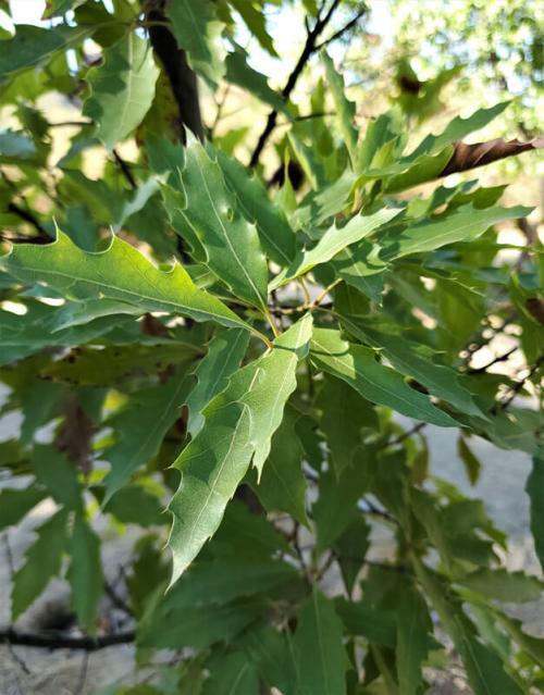 Quercus sartorii