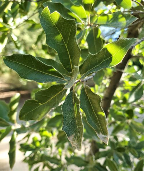 Quercus virginiana