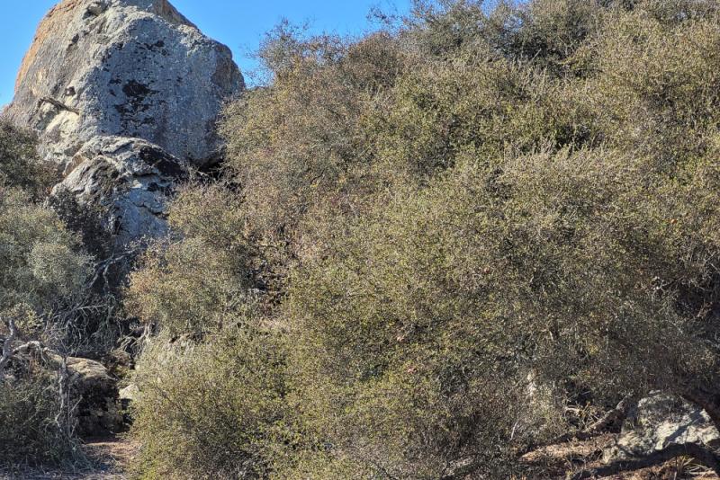 Quercus dumosa rock backdrop