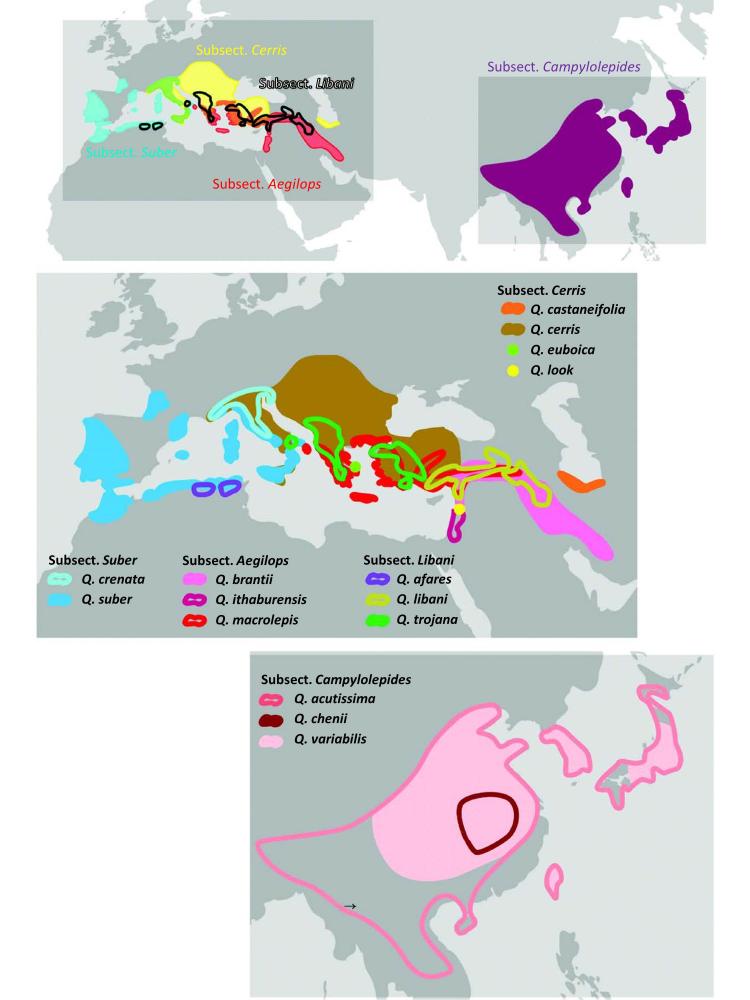 Distribution ranges of section Cerris oak