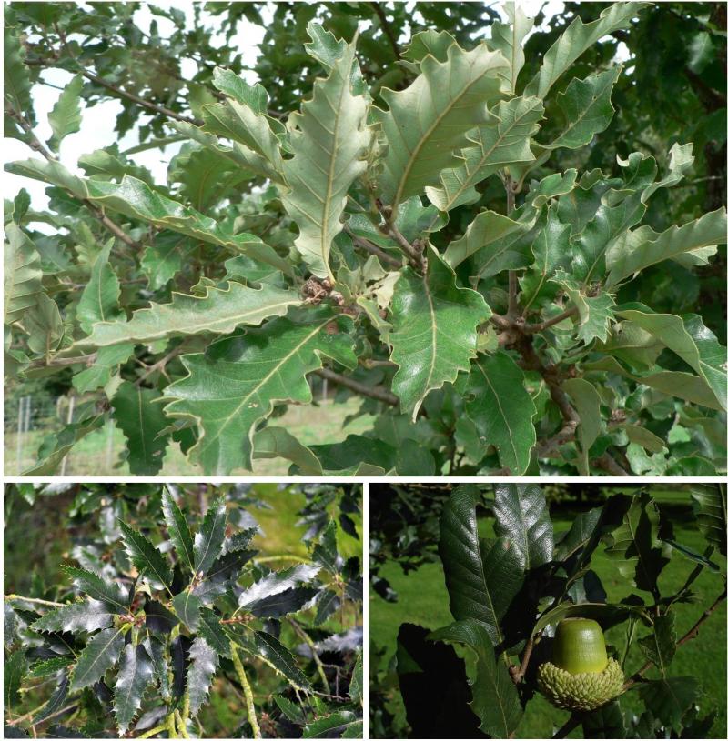 Subsection libani