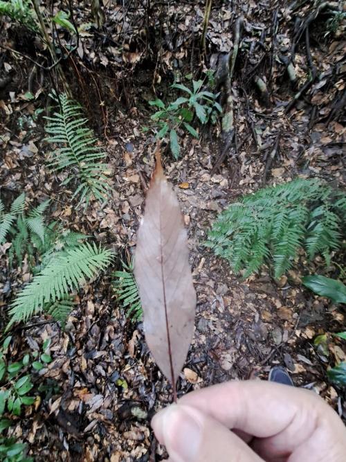Dry leaf