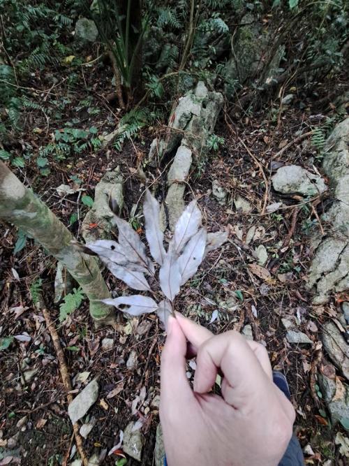 whitish leaf undersides