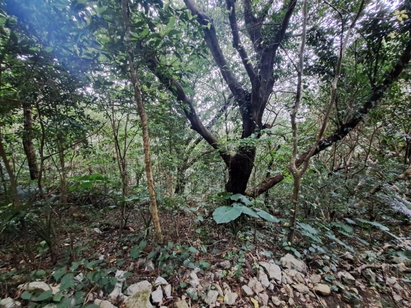 tree in forest