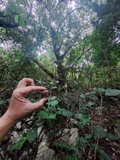 acorn between finger and thumb