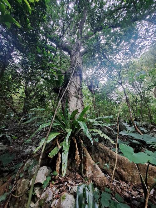 big-leaved plant by oak