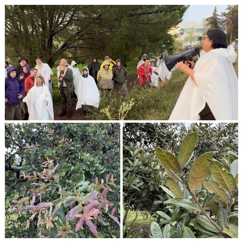 Maricela Rodríguez guiding our group through the Puebla BUAP Botanic Garden. Below: Quercus glaucoides, Quercus "autopista" 