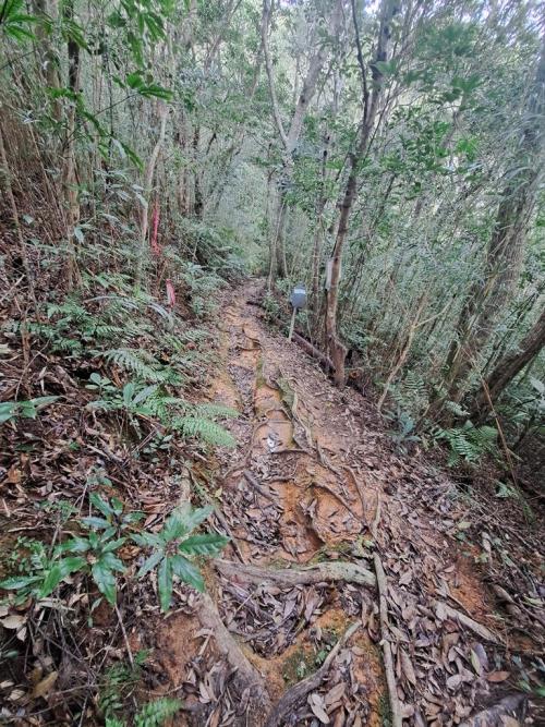 path through forest