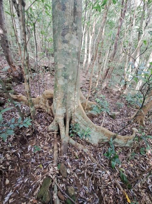 light coloured bark