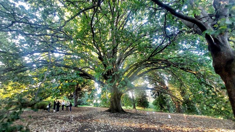 Quercus canariensis at Royal Botanic Gardens Victoria, Melbourne, photographed during the Australia Oak Open Days 2025