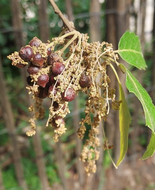 These currant galls on the male flowers of an oak harbor the developing sexual generation of the Cynipid wasp Neuroterus quercus