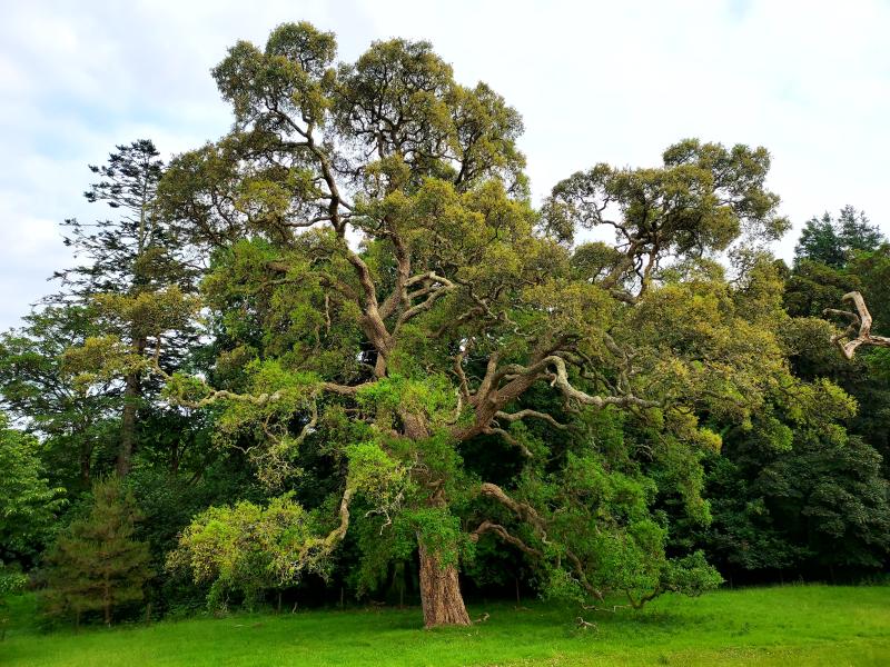 Cork oak at Tregrehan (c) Roderick Cameron