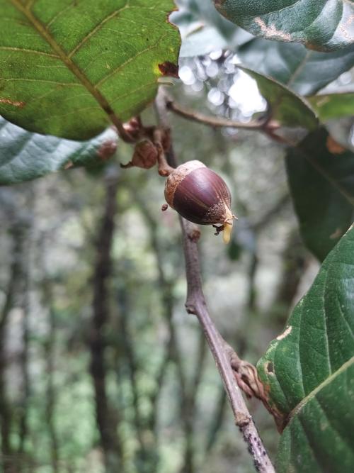 A Quercus hirtifolia acorn germination while still on the tree