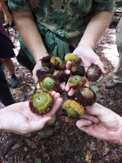 Quercus insignis acorns