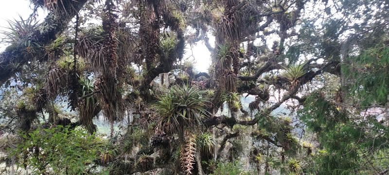Epiphyte-laden oak