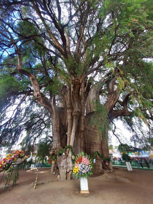 The Árbol de Tule: Taxodium mucronatum