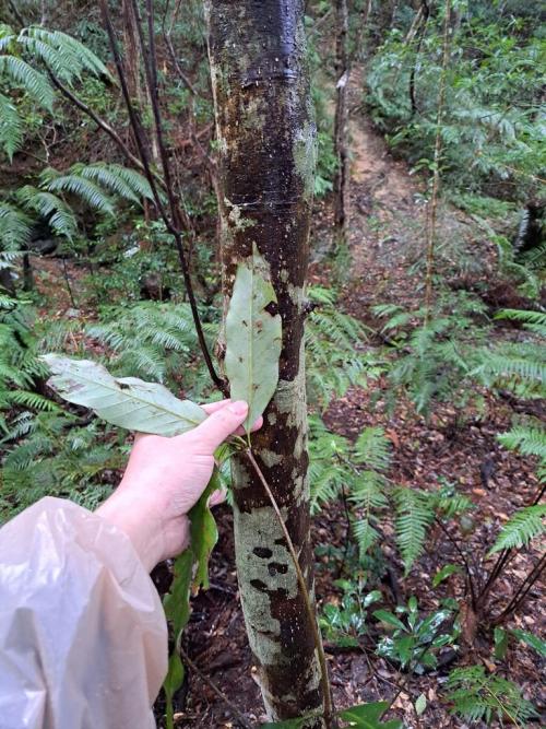 old leaves