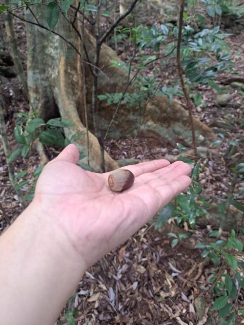 nut on hand