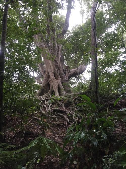 large trunk