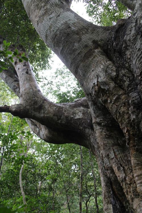 thick limbs