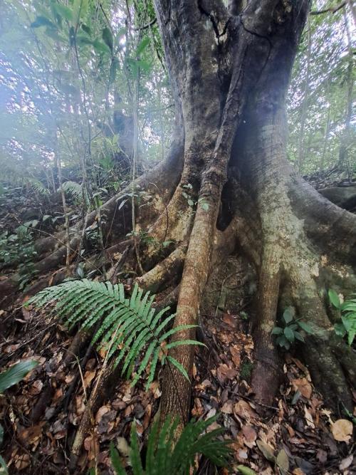 Buttress roots