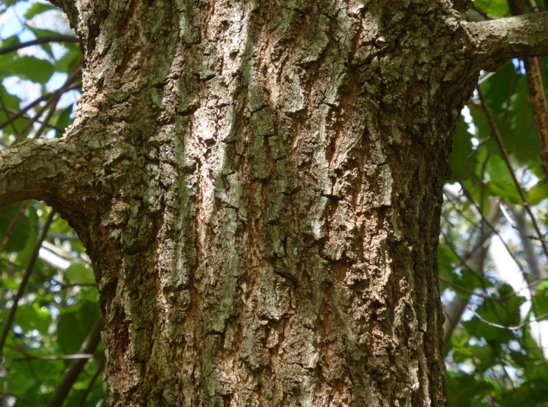 Bark on a young Q. canariensis at Iturraran Botanical Garden, Spain (c) Francisco Garin