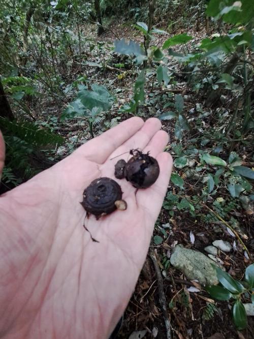 Old acorns