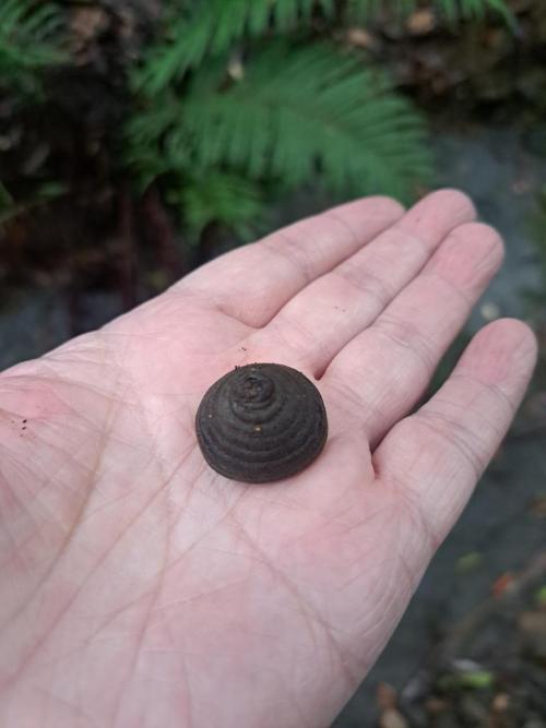 Old cupule