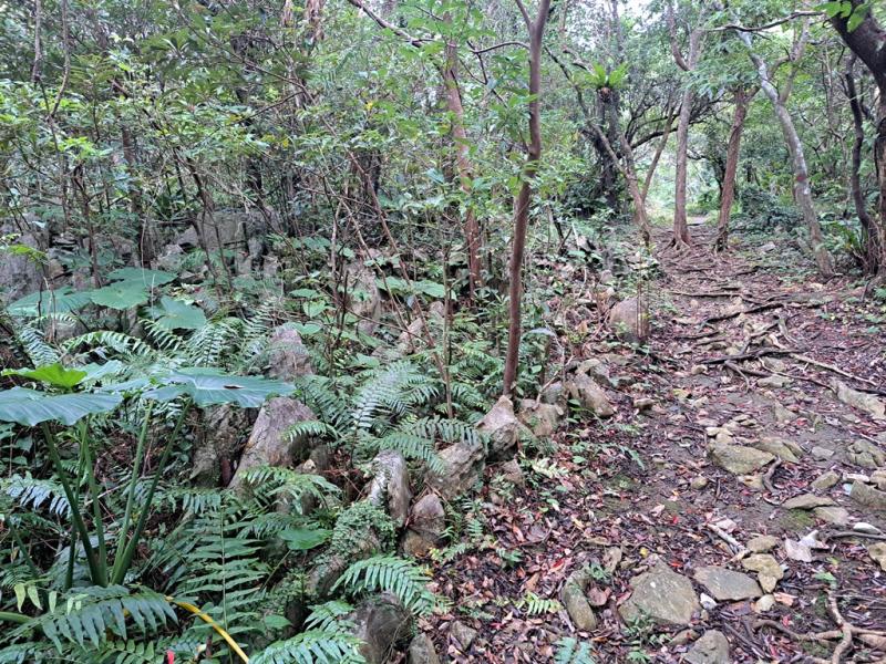 Ferns by path