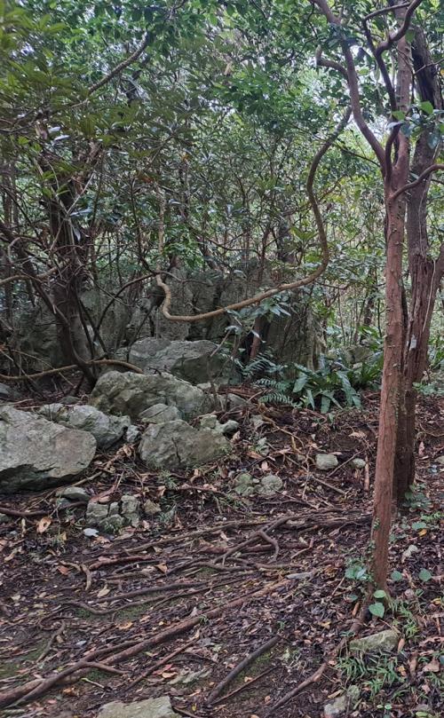 Rocks by path